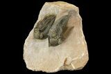 Zlichovaspis & Metacanthina Trilobites - Lghaft, Morocco #153903-1